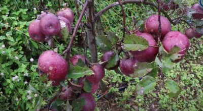 सोलुखुम्बु स्याउ खेती