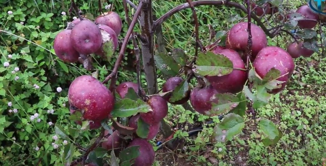 सोलुखुम्बु स्याउ खेती