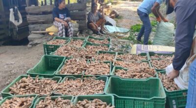 बेसार प्रवर्द्धन