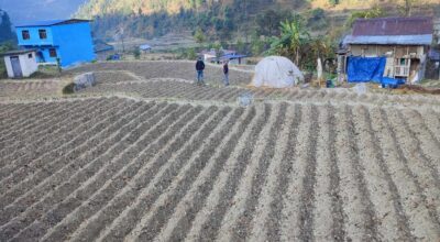 आलु खेती बागलुङ