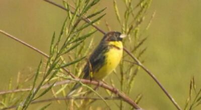 बगाले बगेडी चरा