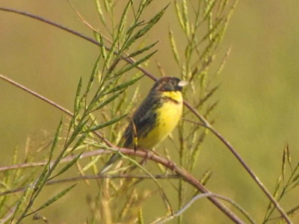 बगाले बगेडी चरा