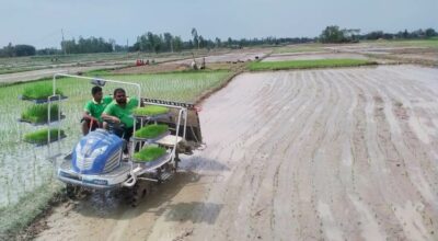 चैते धानखेती