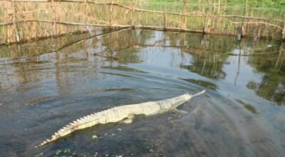 २० वटा घडियाल गोही राप्तीमा छाडियो