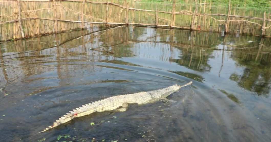 २० वटा घडियाल गोही राप्तीमा छाडियो