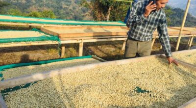 कफीखेती