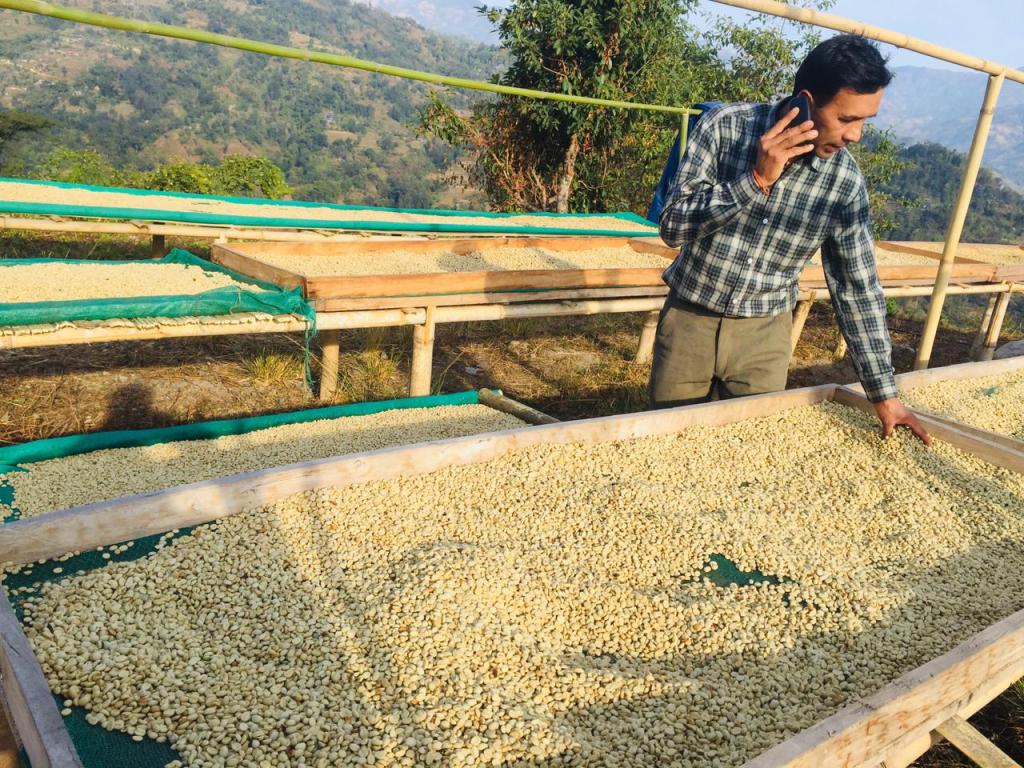 कफीखेती