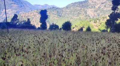 कोदो बाली