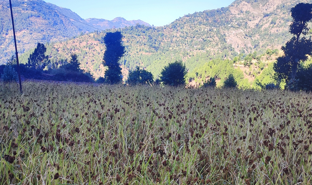 कोदो बाली