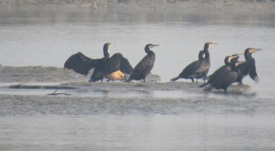 कोशीटप्पुमा चराको सङ्ख्या