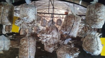 च्याउ खेती