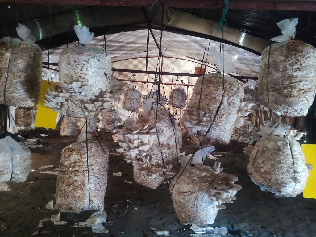 च्याउ खेती