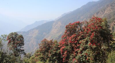 म्याग्दीको टोड्केमा ढकमक्क लालीगुराँस फुलेपछि