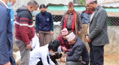 पशुको उपचार