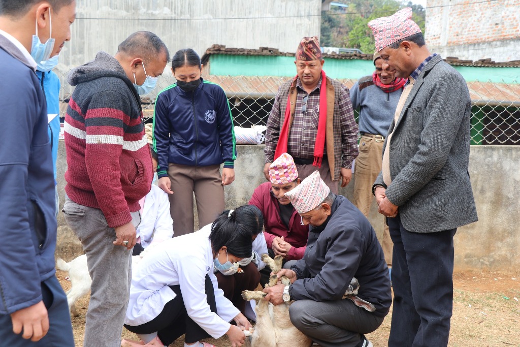 पशुको उपचार