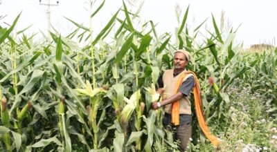 उन्नत जातको मकै