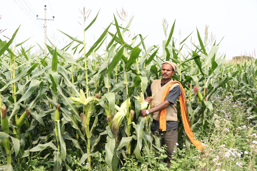 उन्नत जातको मकै