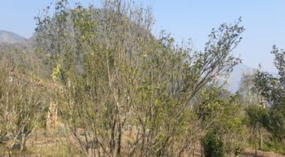 सुन्तलाको बोट