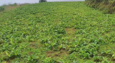 चिराइतो खेती