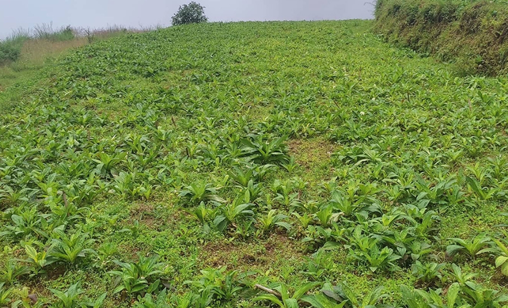 चिराइतो खेती