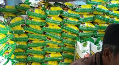 उन्नत मकैको बीउ