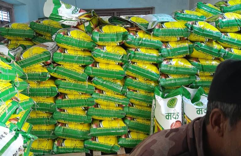 उन्नत मकैको बीउ