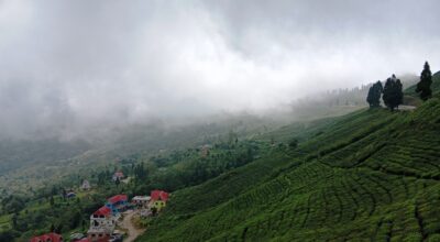 प्राङ्गारिक चियाखेती