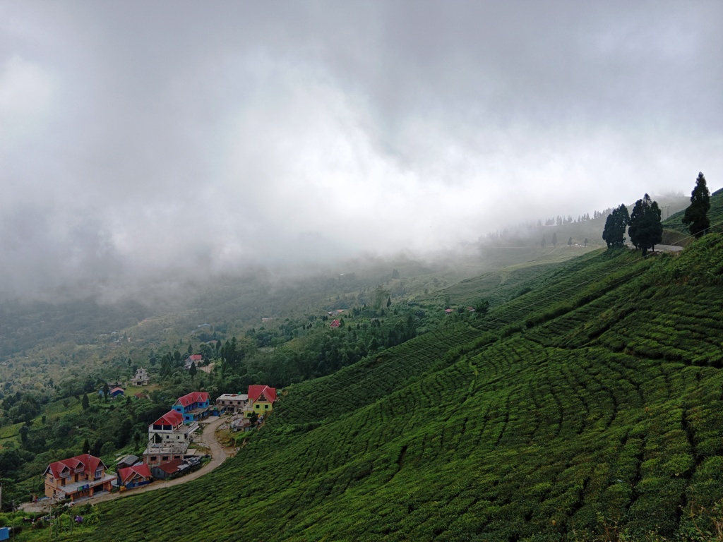 प्राङ्गारिक चियाखेती