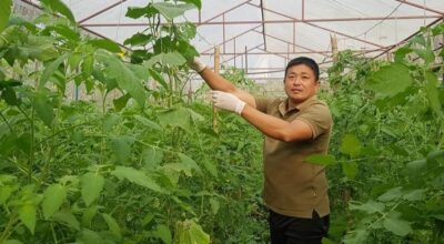 कृष्ण राई