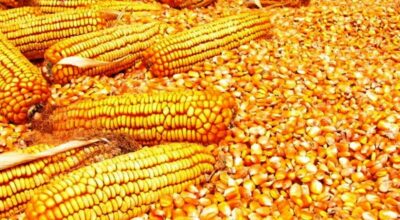 मकैको बीउ