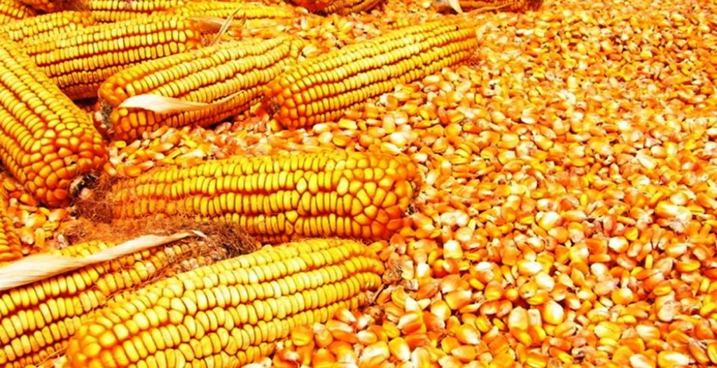 मकैको बीउ