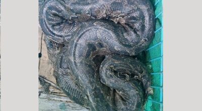 अजिङ्गरको उद्धार