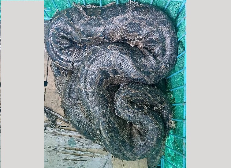 अजिङ्गरको उद्धार