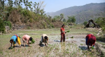 चैते धानप्रति दाङका किसानको आकर्षण बढ्दो