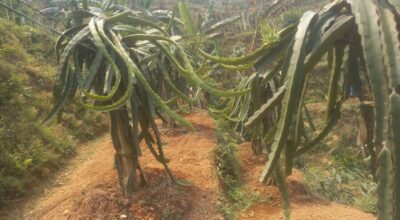 ड्रागन फ्रुट