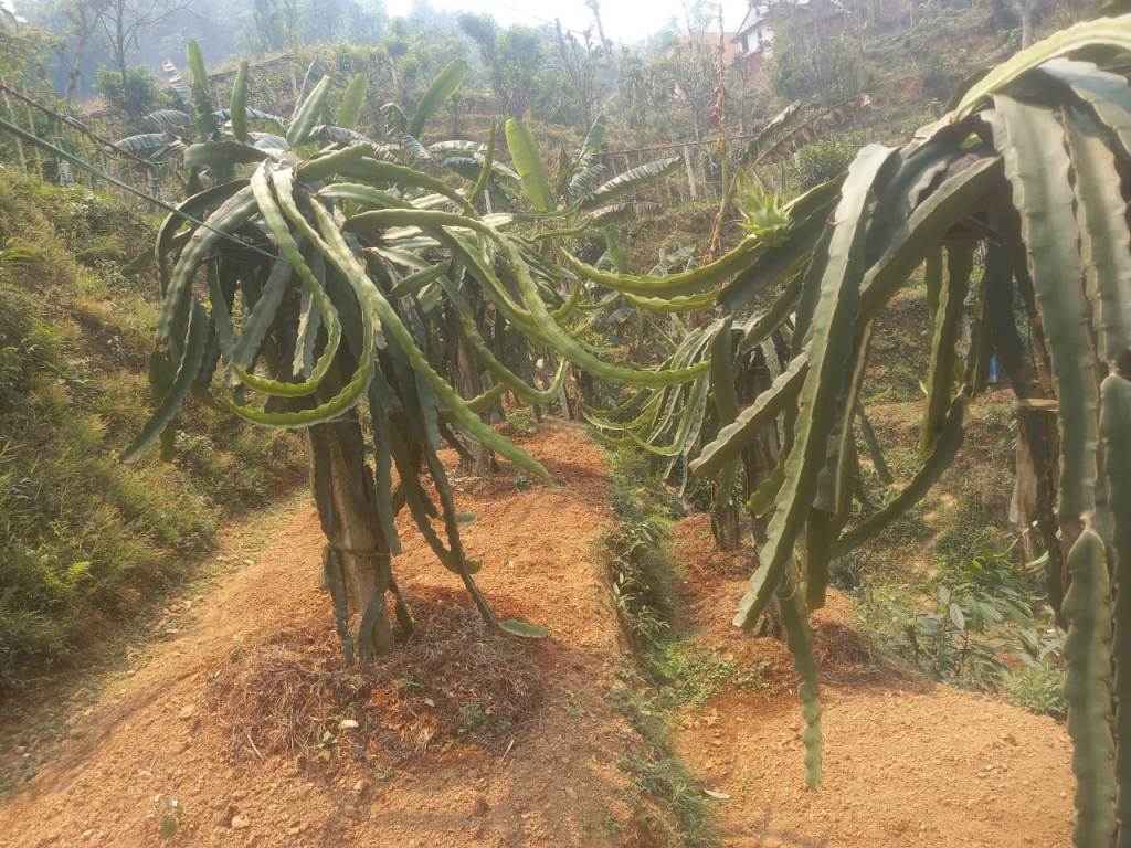 ड्रागन फ्रुट