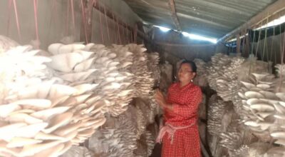 व्यावसायिक च्याउखेती