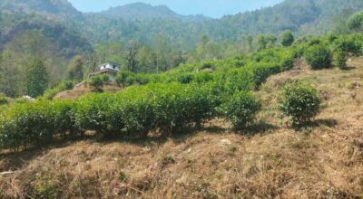 गौश्वाराको सिद्धभूमे सामुदायिक वनमा चिया खेती