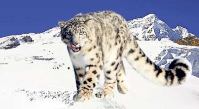 हिउँ चितुवा