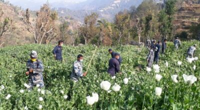 अफिमखेती नष्ट