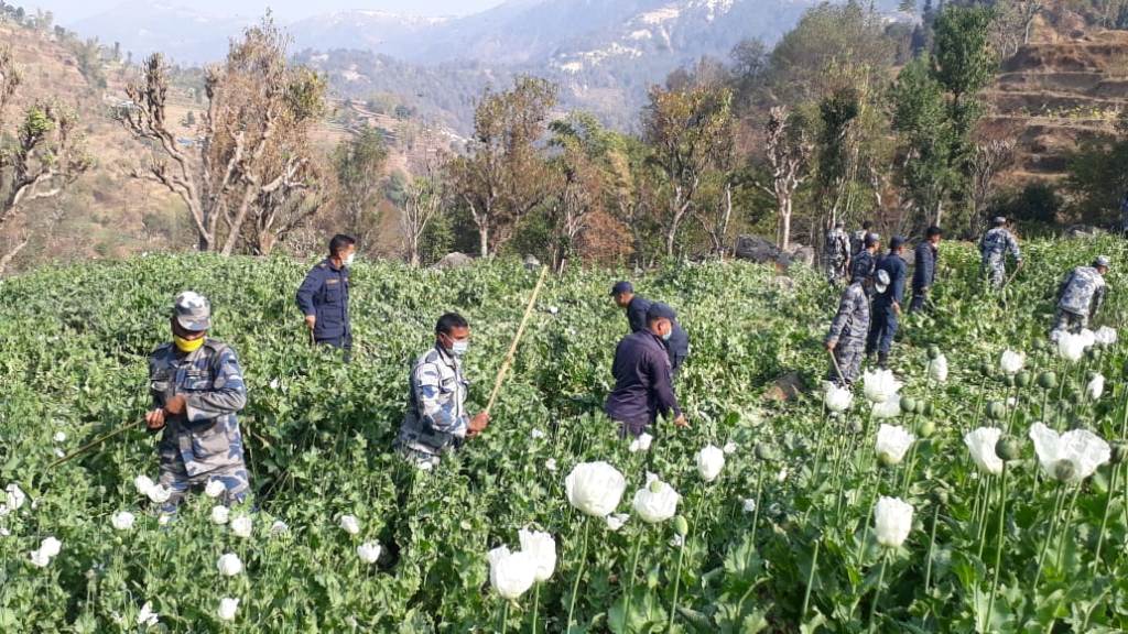 अफिमखेती नष्ट