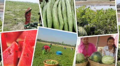 दाङमा बगरखेती