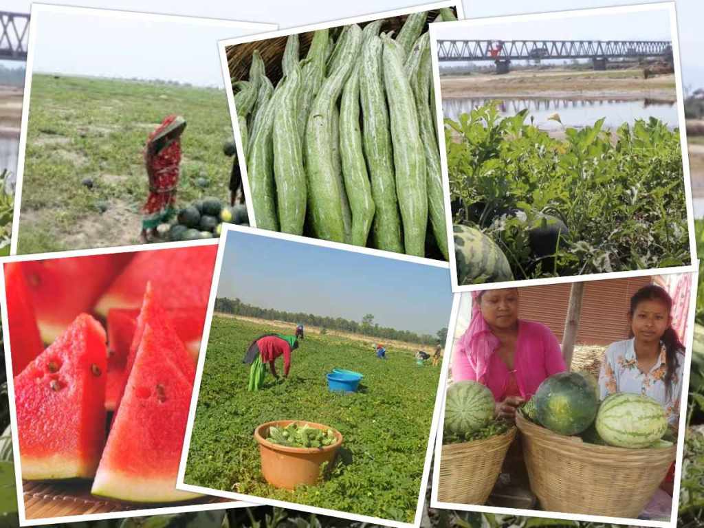 दाङमा बगरखेती