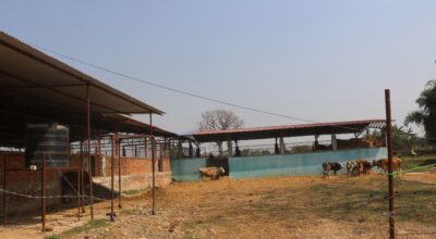 दूध र गोबर बेचेर मासिक एक लाख ५० हजार