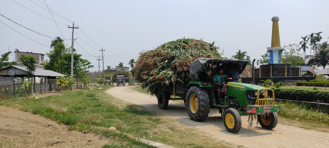 बोटसँगै मकै बिक्री