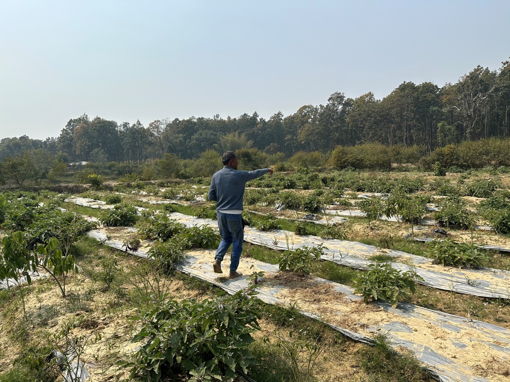 वनमा डढेलो, बस्तीमा छिरे वन्यजन्तु