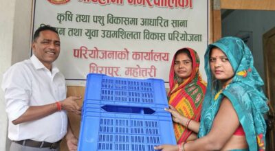 डाले घाँसको बीउ