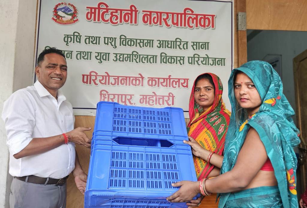 डाले घाँसको बीउ