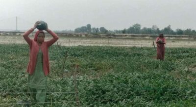 दोदा बगरमा सागसब्जी