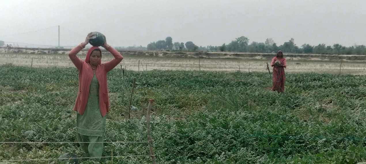 दोदा बगरमा सागसब्जी